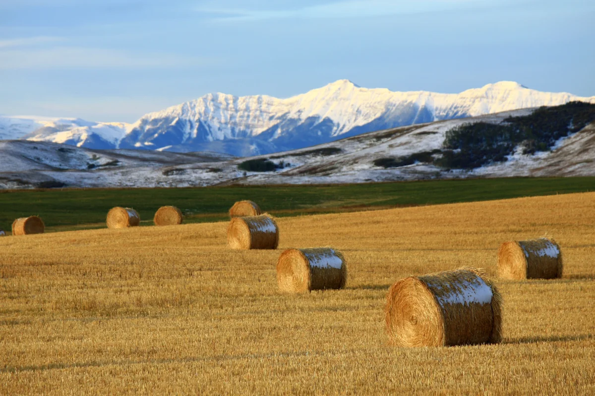 How Canadian Food Focus Doubled a Key Annual Donation with the Revenue Accelerator Program